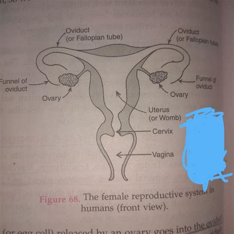 vagina photos|Female Reproductive Organs Diagram, Picture & Functions.